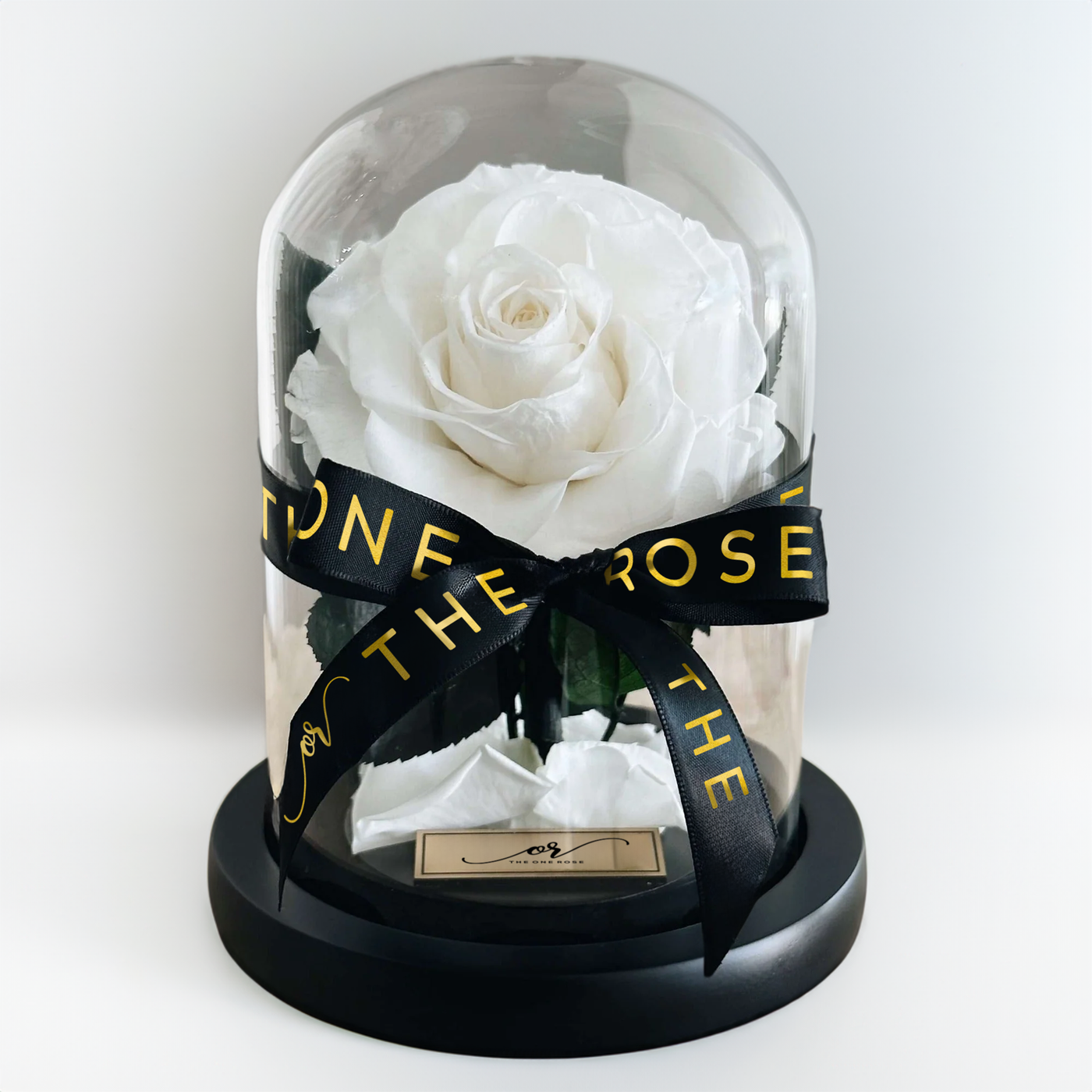 Mini Forever Rose Dome - White