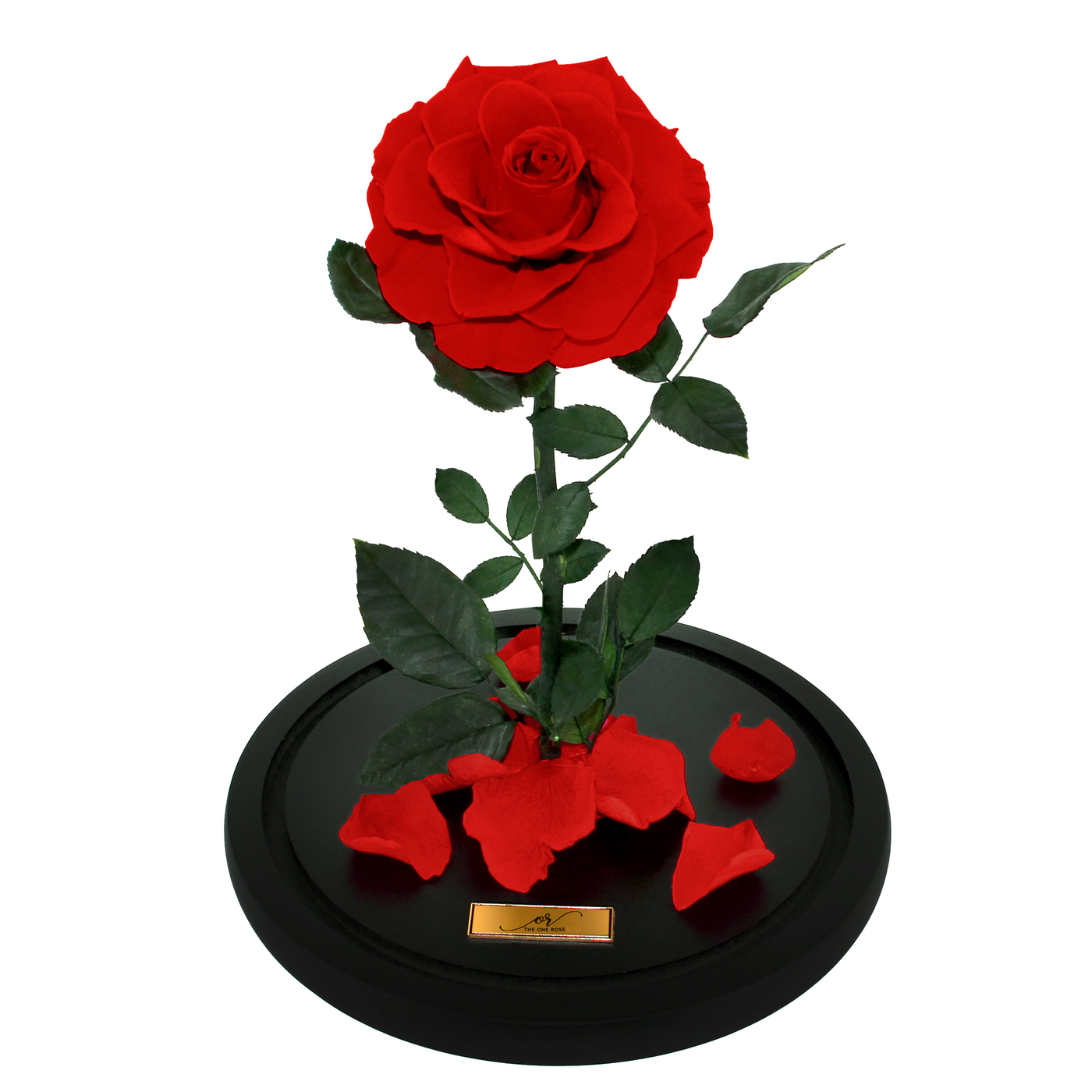 Medium Forever Rose Dome - Red