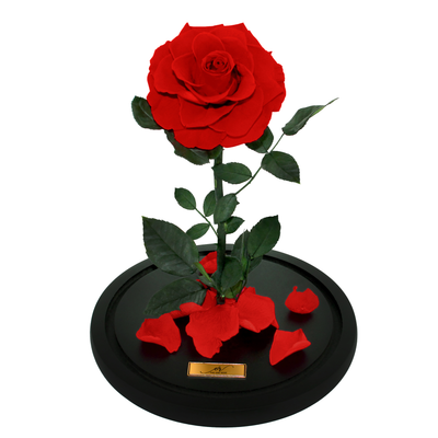 Medium Forever Rose Dome - Red