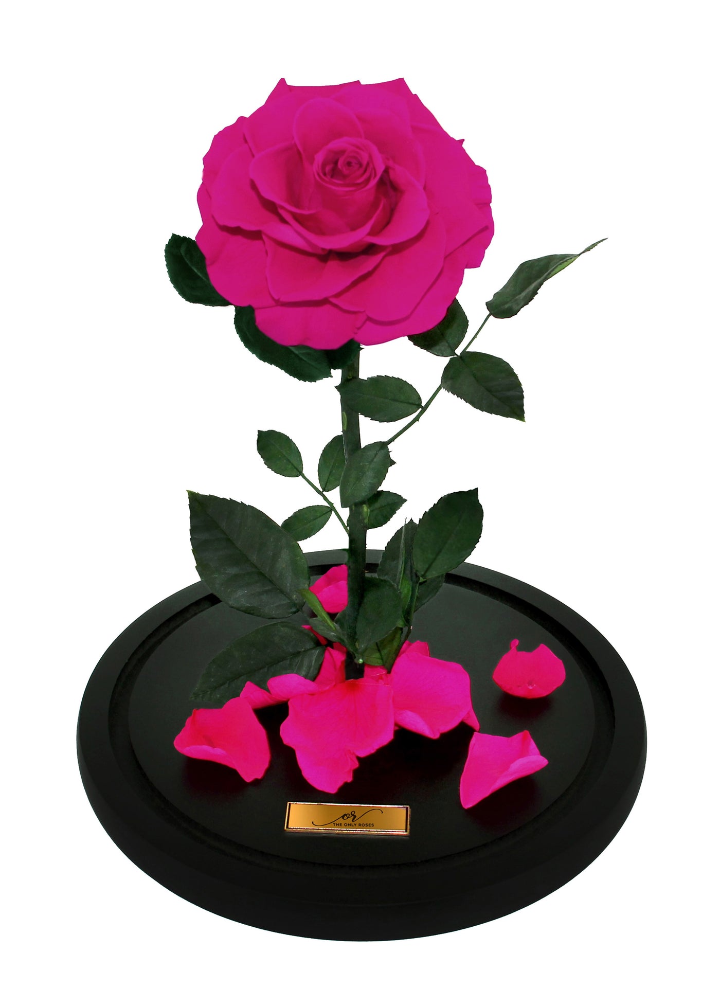 Medium Forever Rose Dome - Rosy Pink