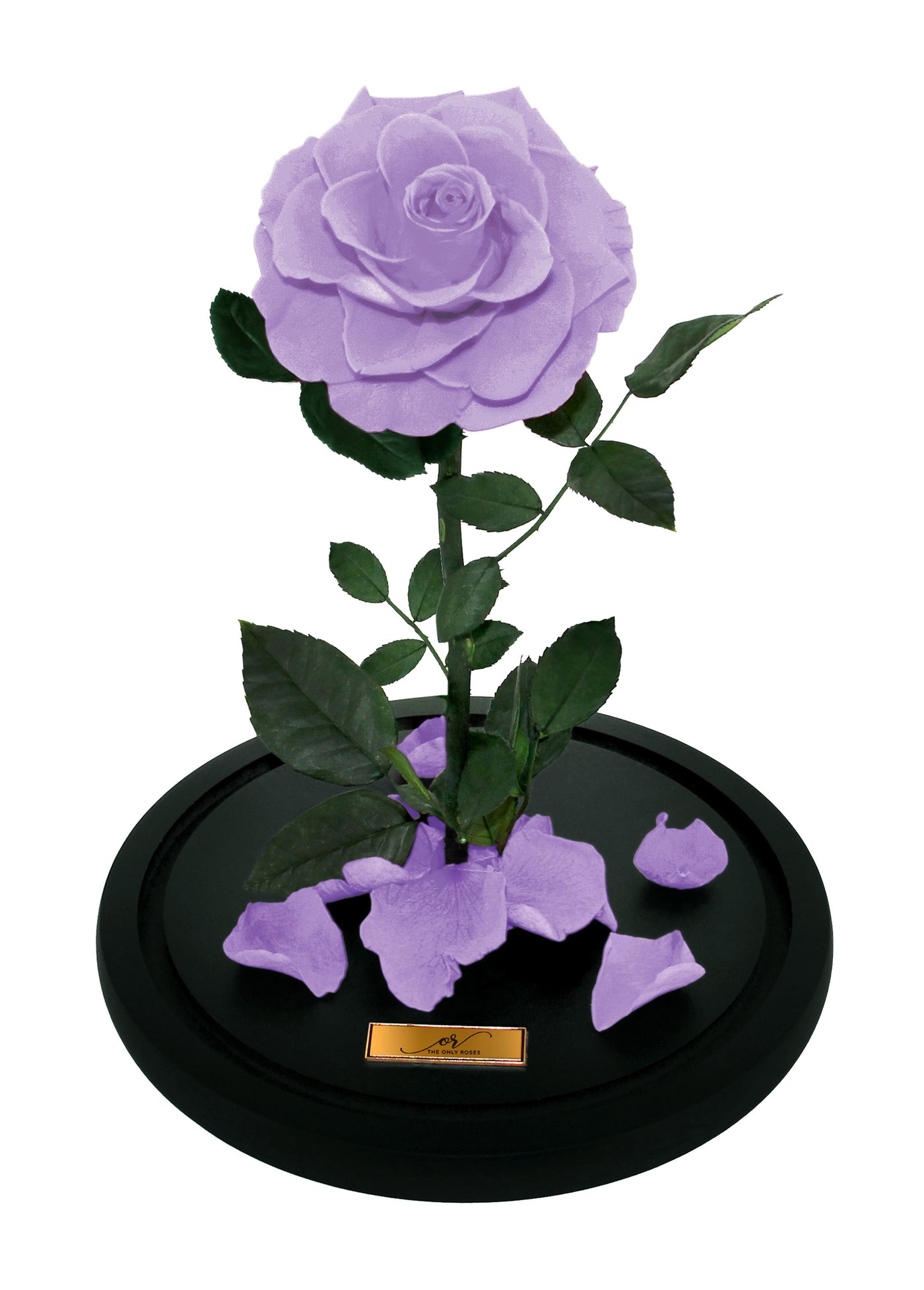 Medium Forever Rose Dome - Lilac Purple