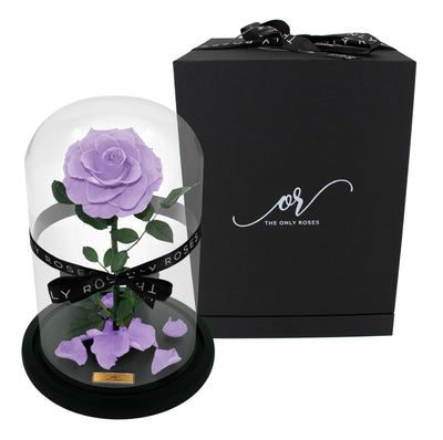 Medium Forever Rose Dome - Lilac Purple