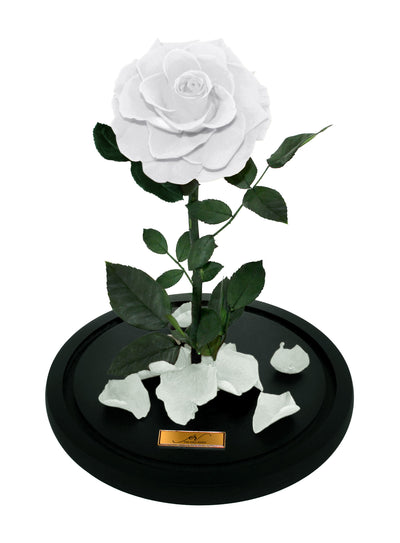 Medium Forever Rose Dome - White