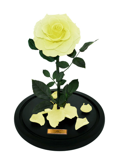 Medium Forever Rose Dome - Light Yellow