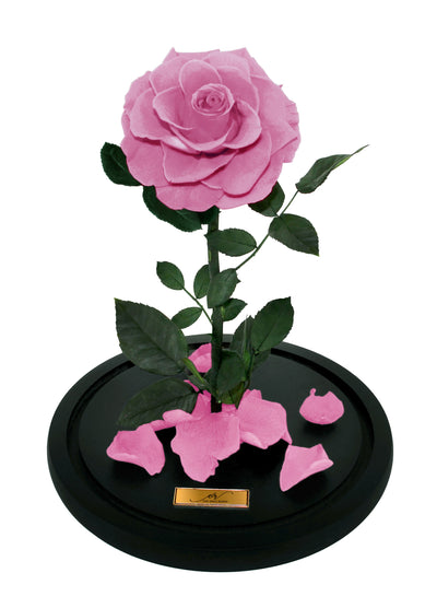 Medium Forever Rose Dome - Sakura Pink