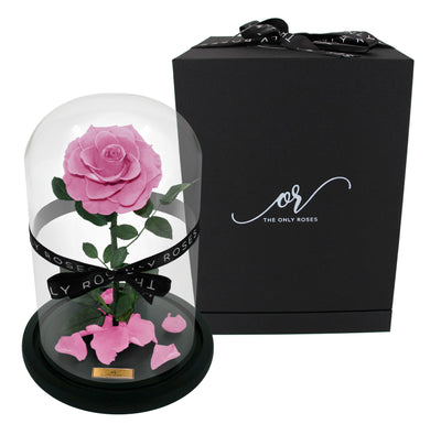 Medium Forever Rose Dome - Sakura Pink