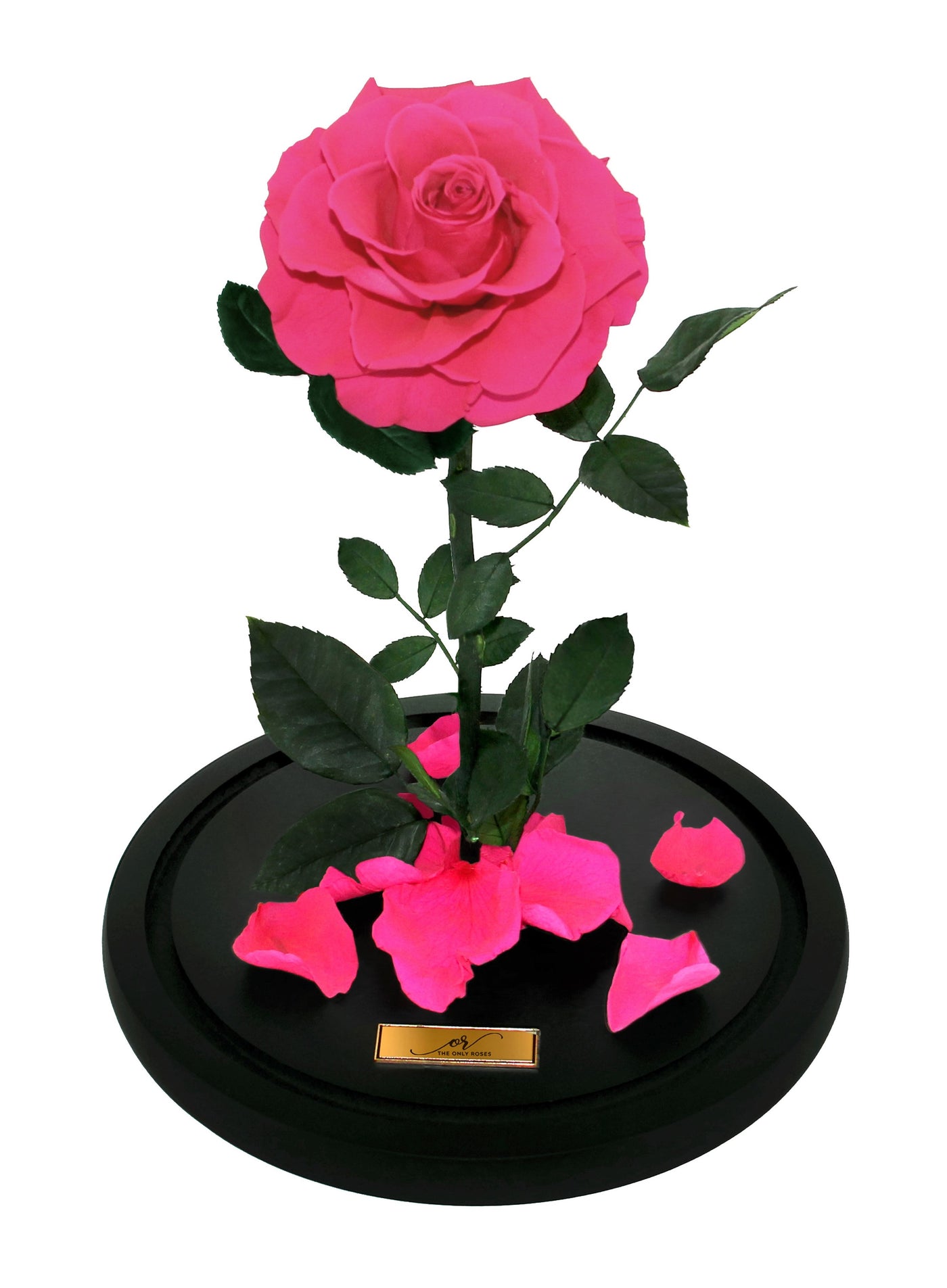 Medium Forever Rose Dome - Hot Pink