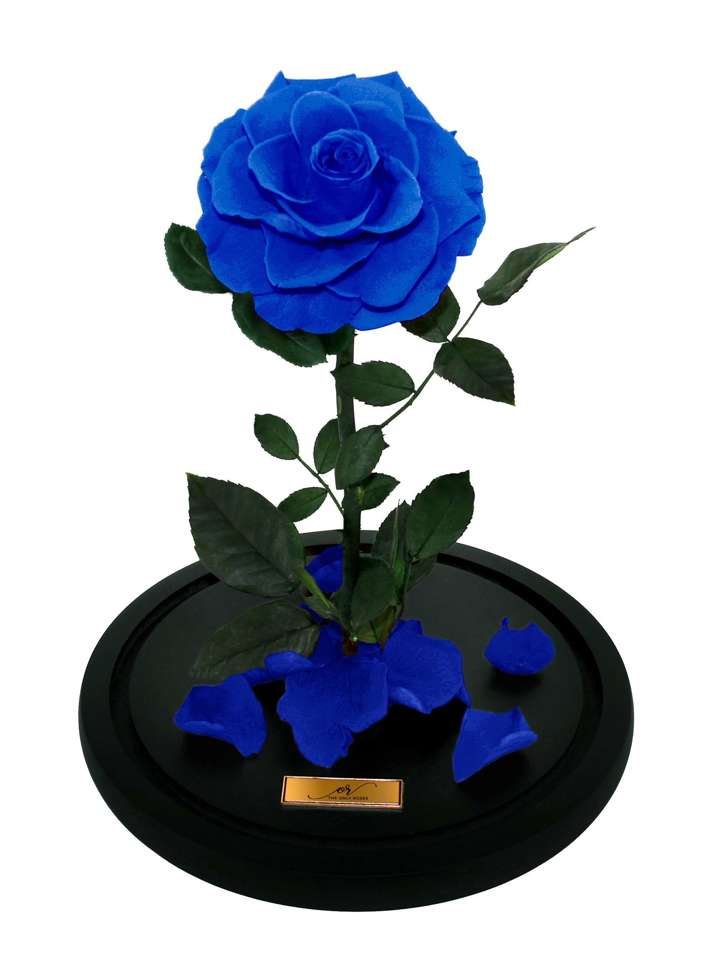 Medium Forever Rose Dome - Royal Blue