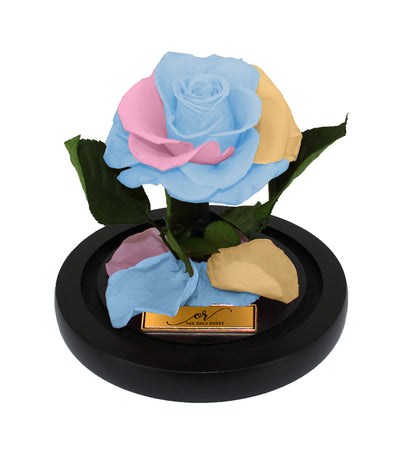 Mini Forever Rose Dome - Pastel Rainbow